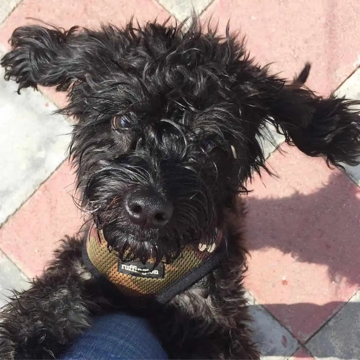 Cockapoo wants some cuddle