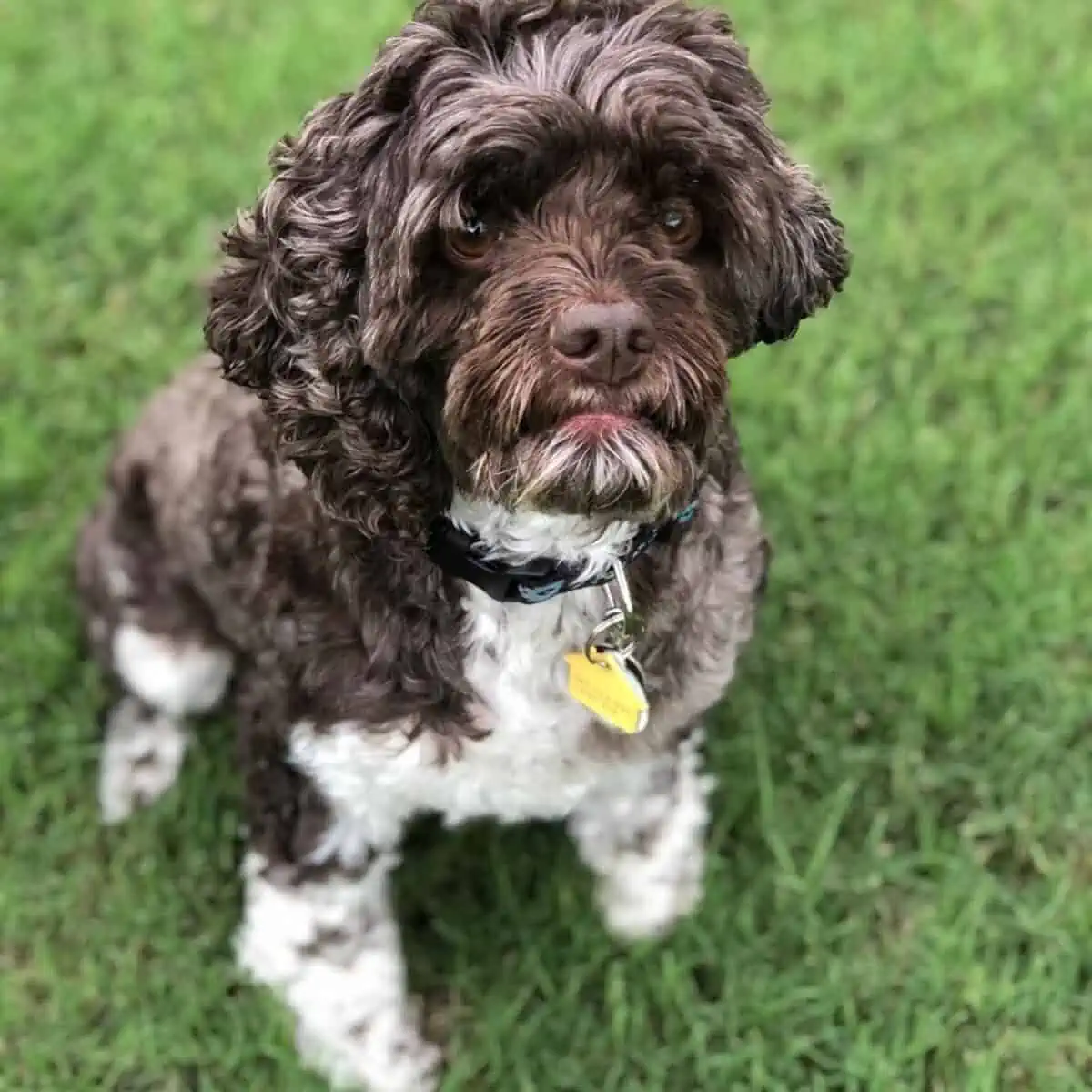 Cockapoo wants some toy