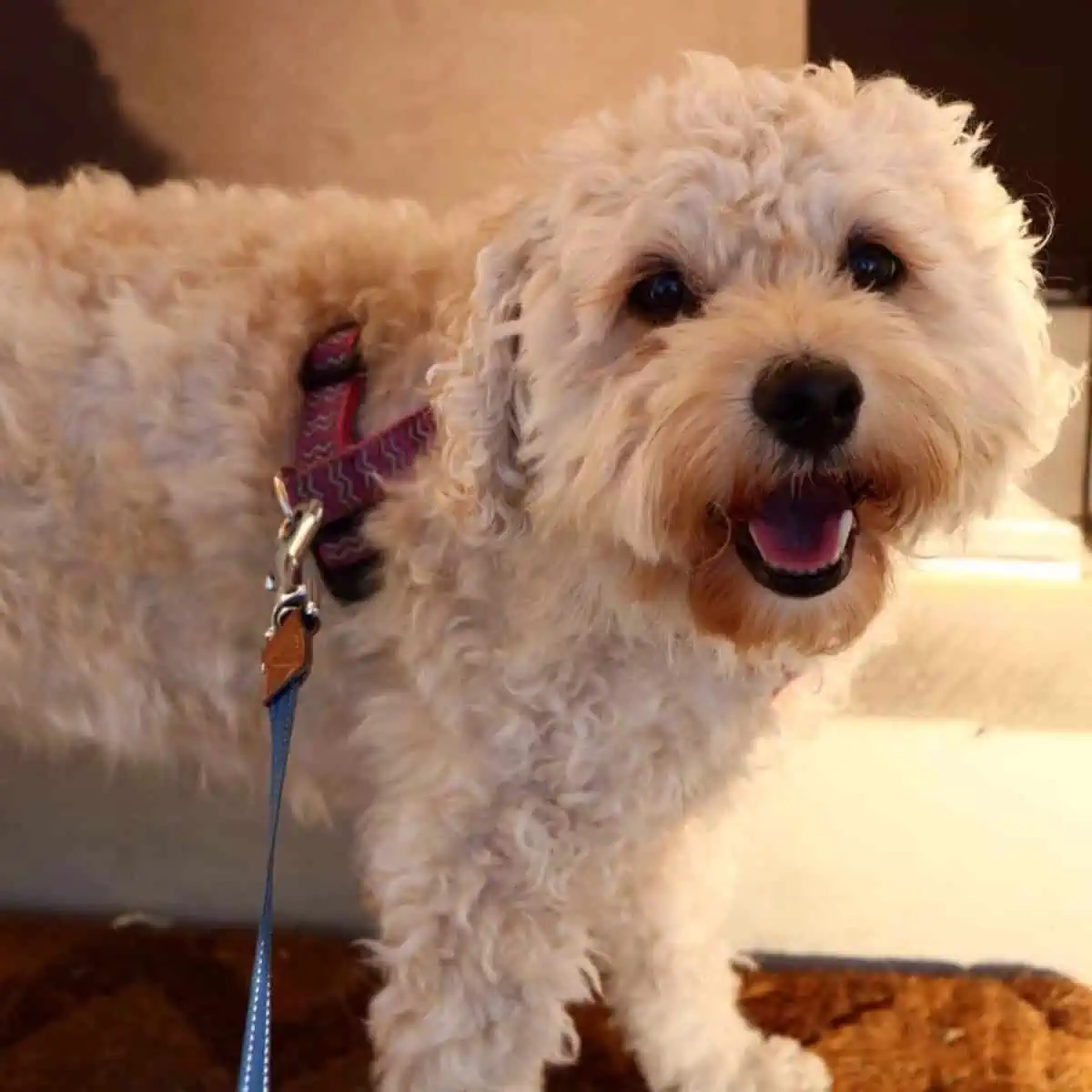 Cockapoo wearing harness