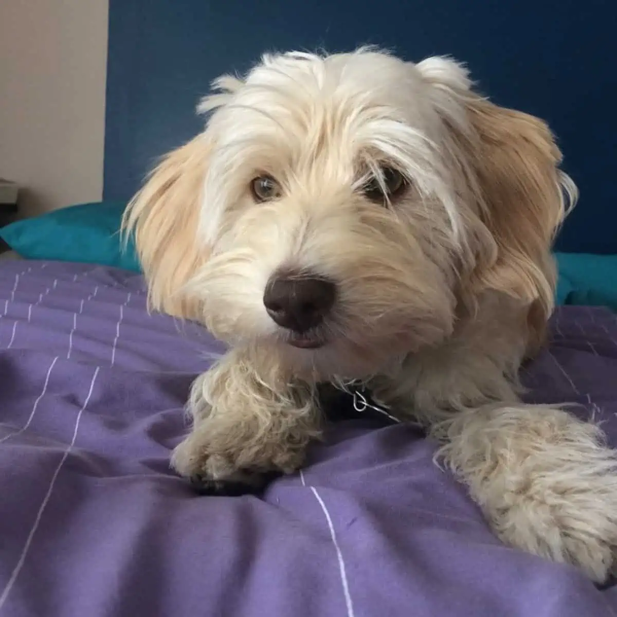 Cockapoo with dirty paws