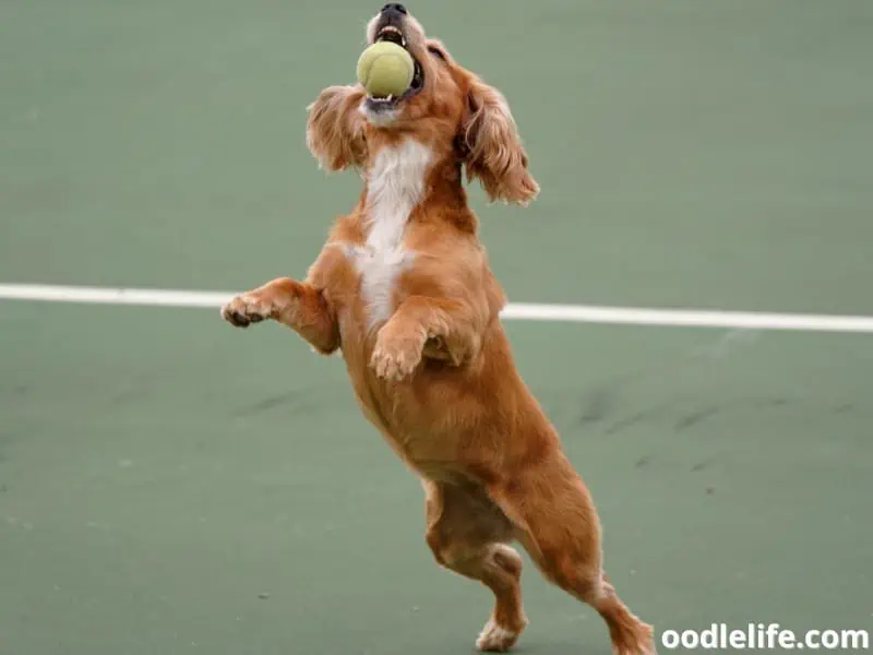 Cocker Spaniel catching a tennis ball