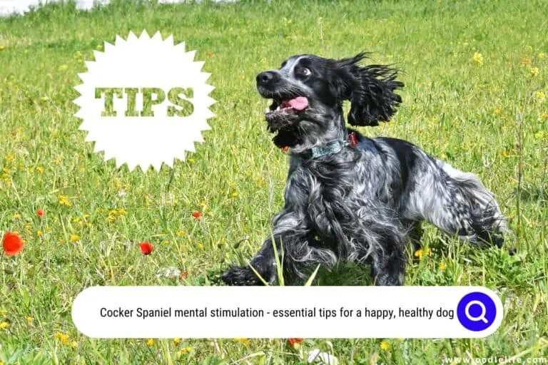 Cocker Spaniel Mental Stimulation: (Tips for a Happy, Healthy Dog)