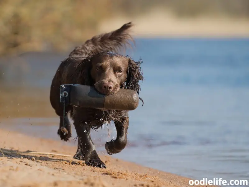 Cocker Spaniel plays fetch
