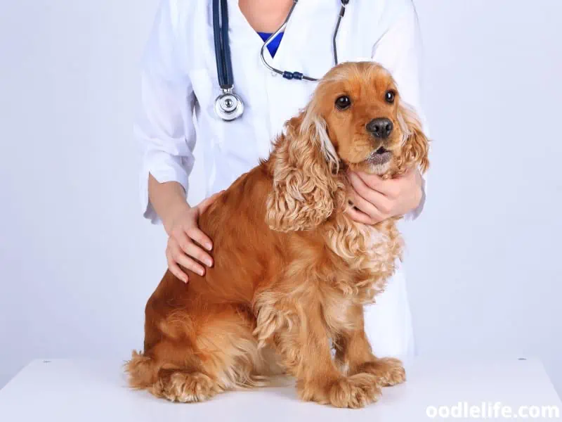 Cocker Spaniel with vet