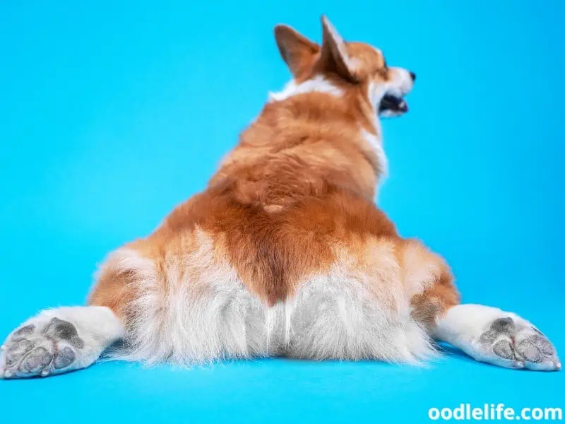 Corgi lie and sploot