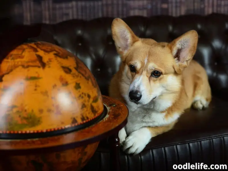 Corgi looks at the globe