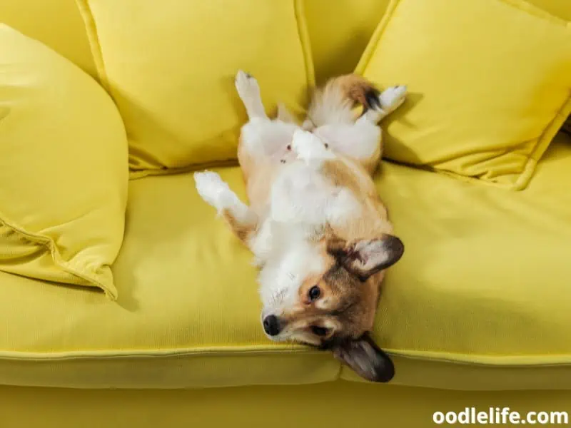 Corgi stretches hind legs