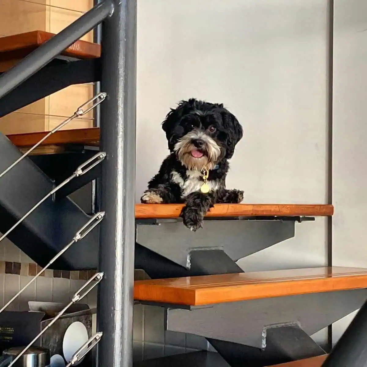 curious Cavapoo on new apartment
