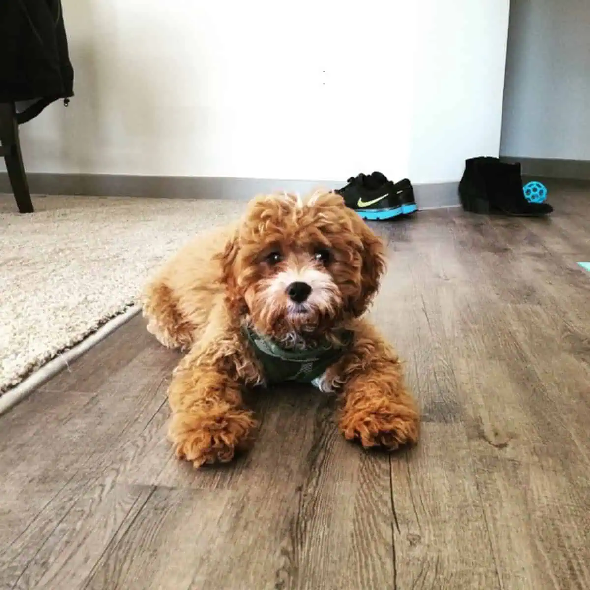 curious Cavapoo on the floor