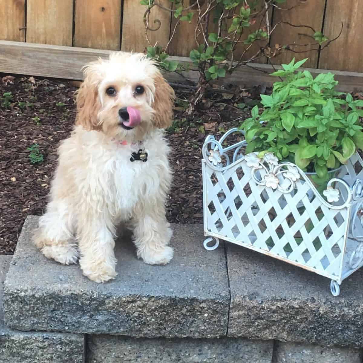 curious Cavapoo to a new plant