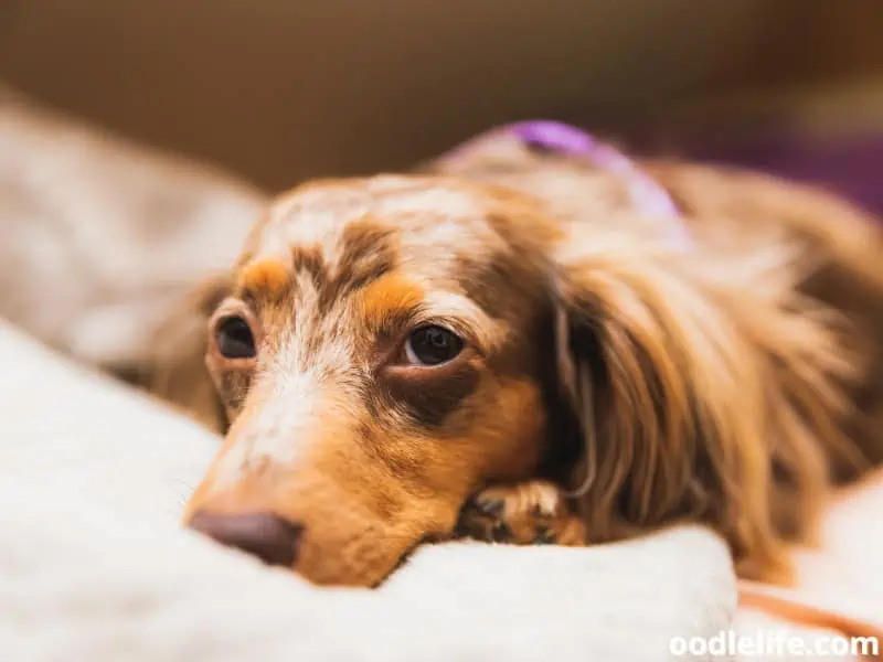 Dachshund looks at owner