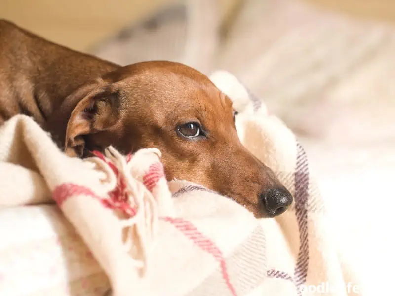 Dachshund with soft blanket