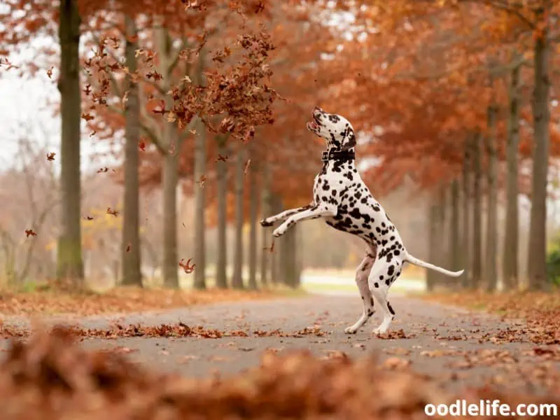 Dalmatian on the road