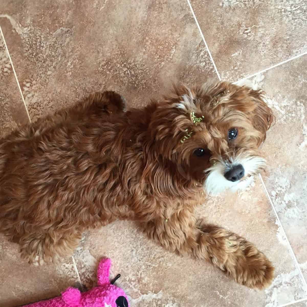 dirt on head of Cavapoo