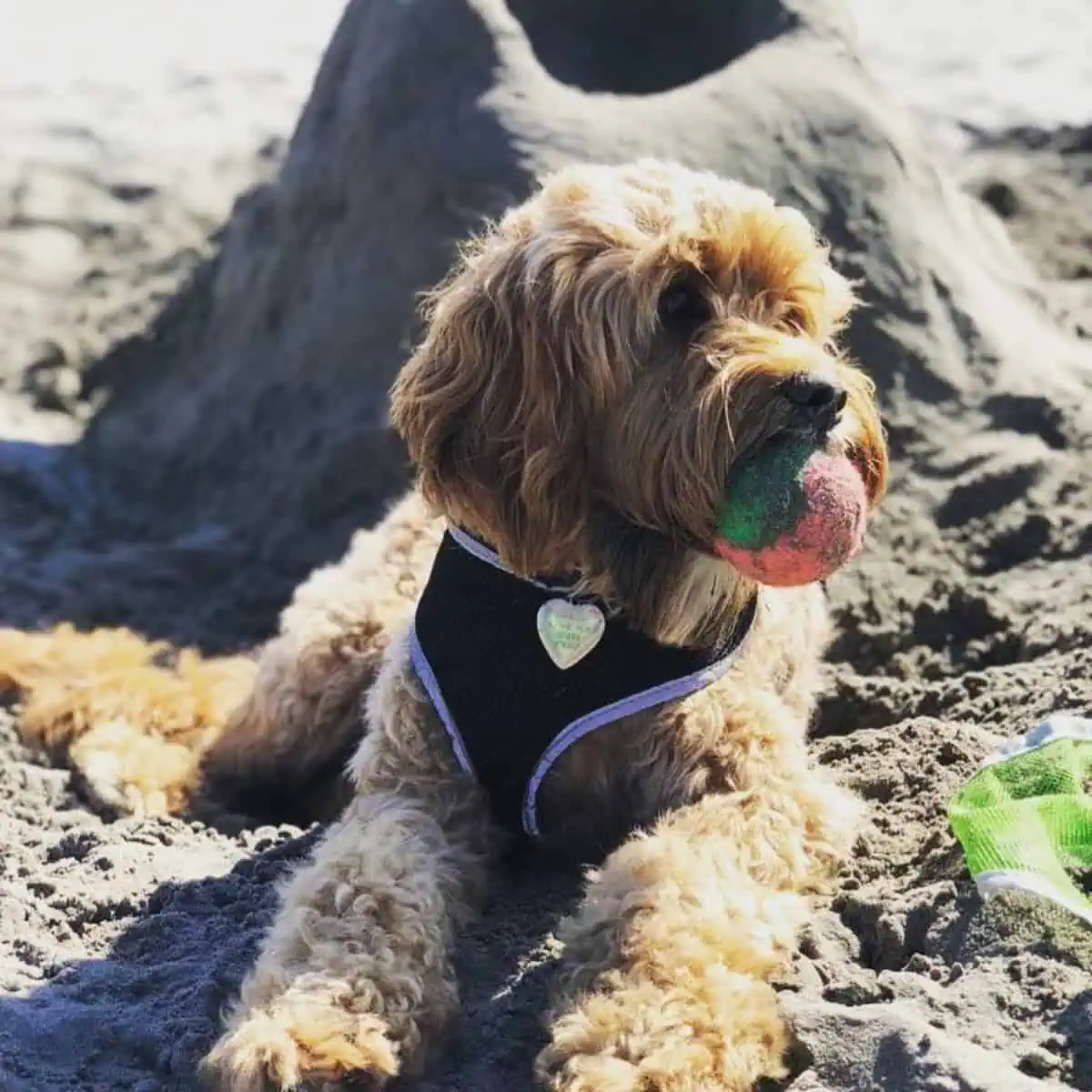 dirty ball of Cavapoo