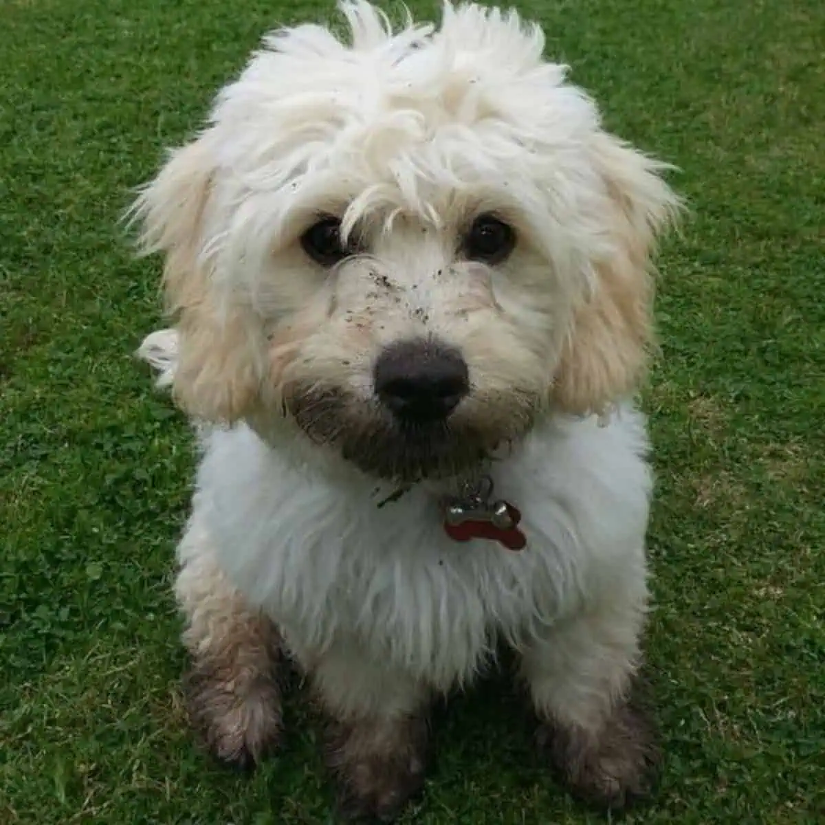 dirty Cavapoo dug in the garden