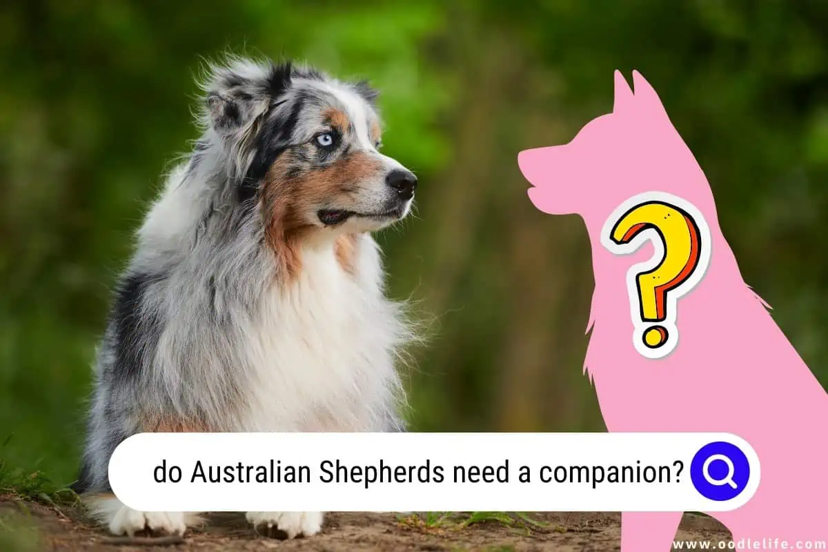 do Australian Shepherds need a companion