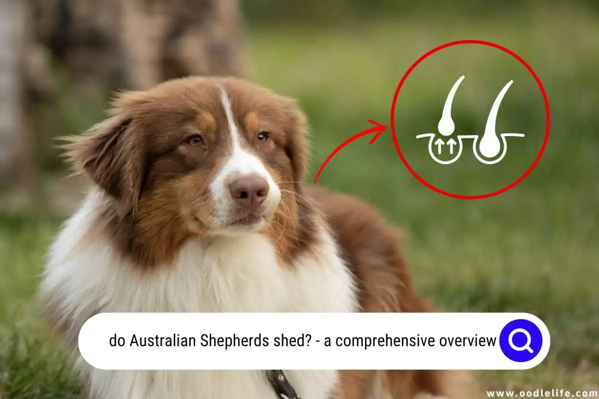 do Australian Shepherds shed