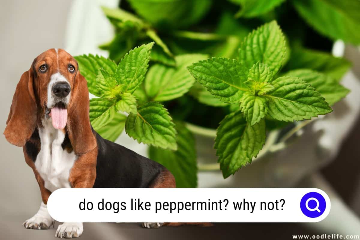 do dogs like peppermint