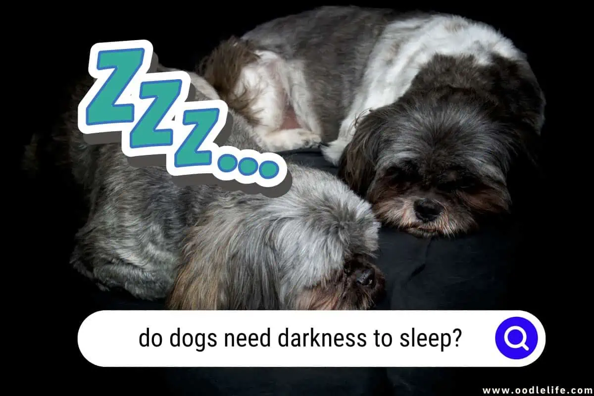 do dogs need darkness to sleep