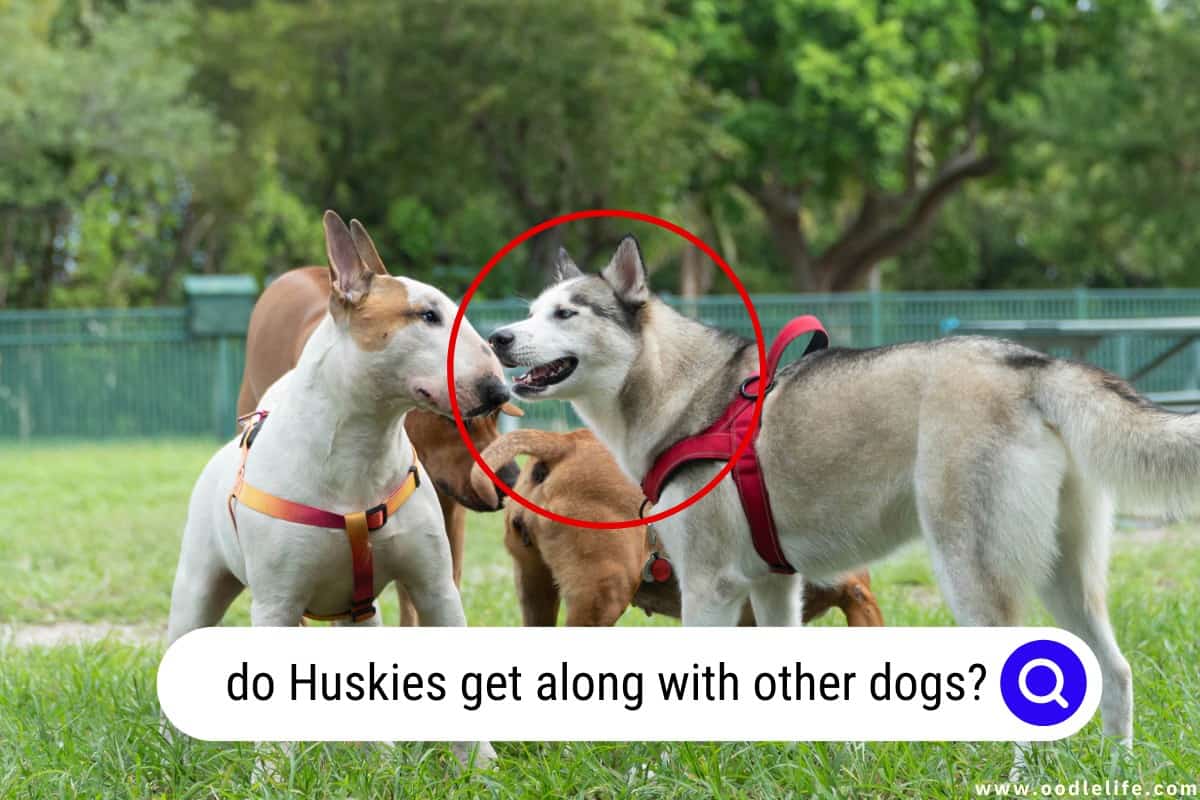 Do Huskies Get Along With Other Dogs