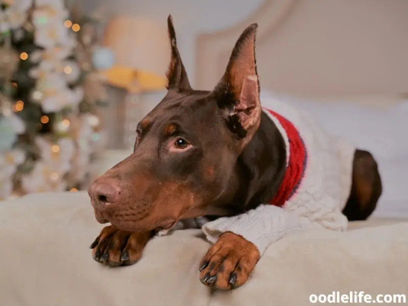 Doberman wears a sweater