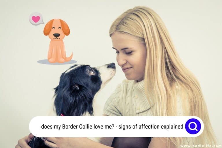 Does My Border Collie Love Me? Signs of Affection Explained