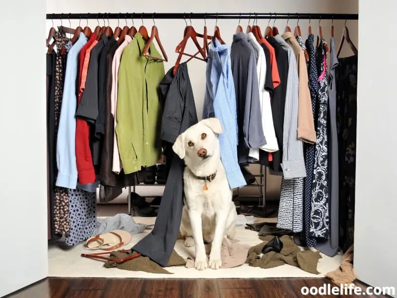dog and the clothes