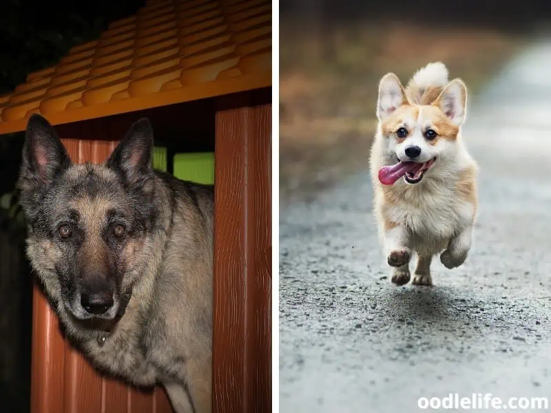dog at night and day