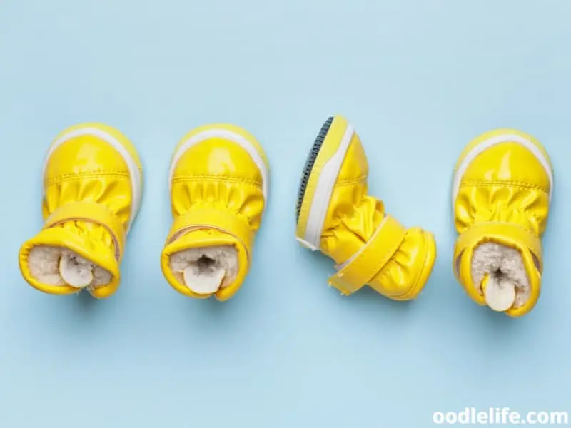 dog booties for dogs