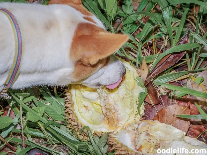 dog eats a durian