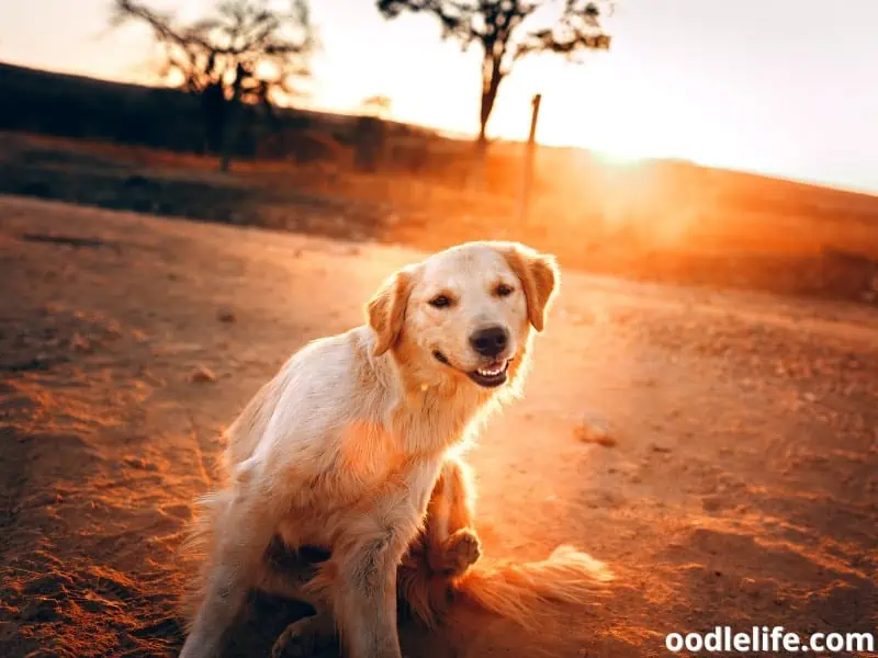 dog with itchy butt