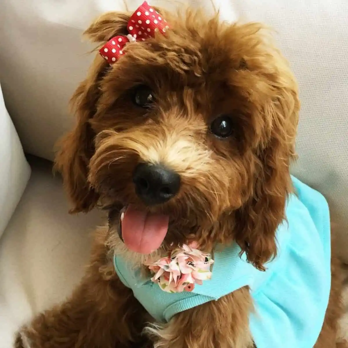 dressed up Cockapoo