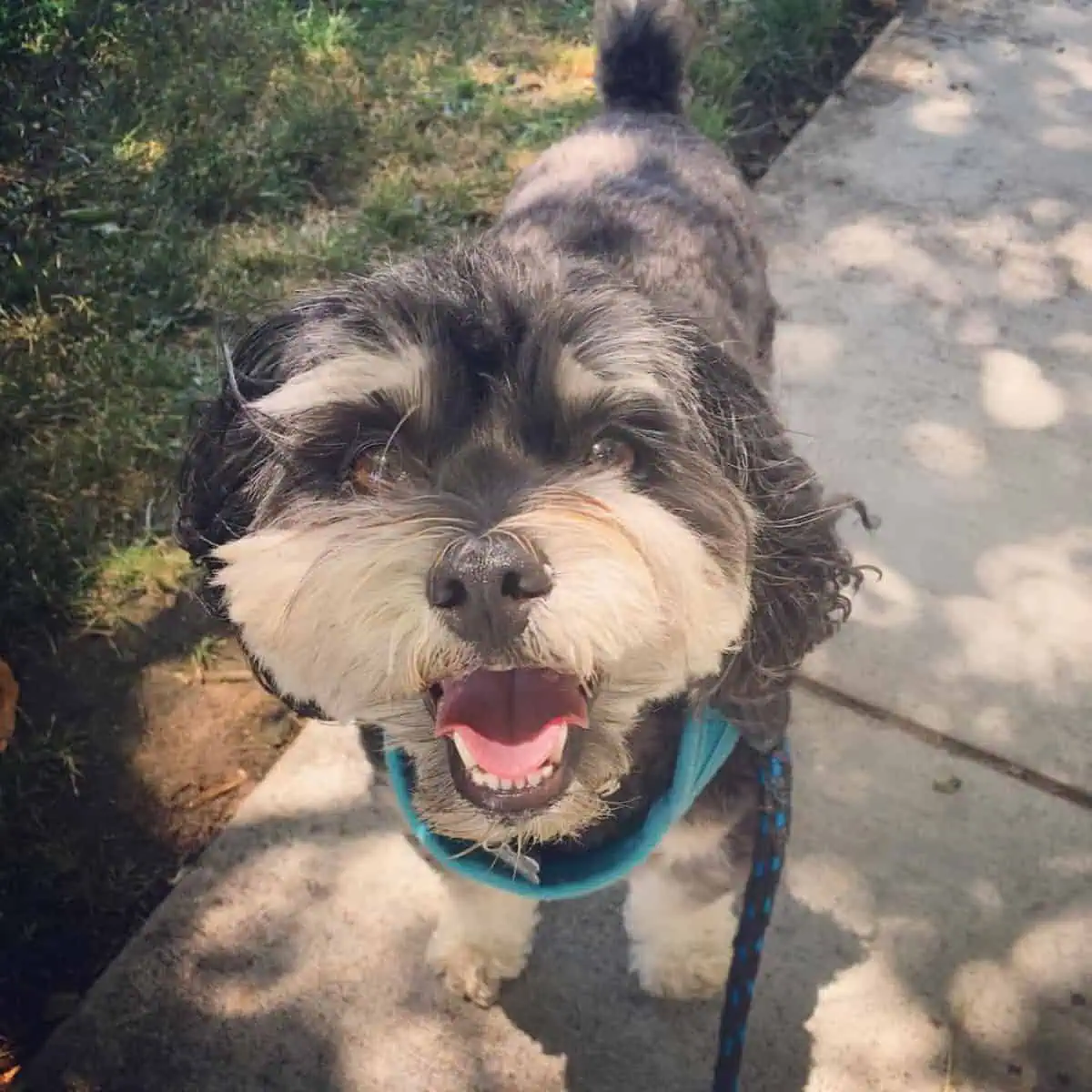 enjoying Cavapoo on walks