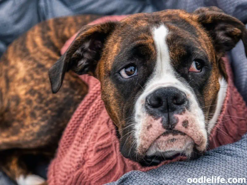 female Boxer lay down