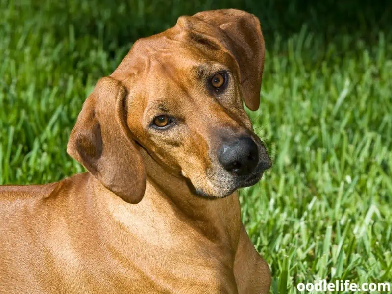 female Rhodesian Ridgeback looks curious