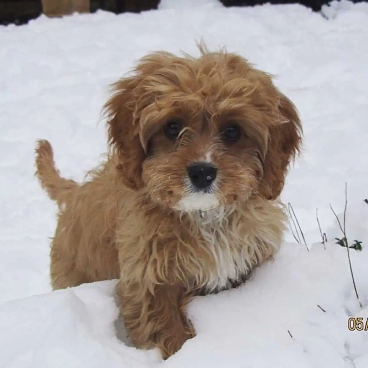 first snow of Cavapoo