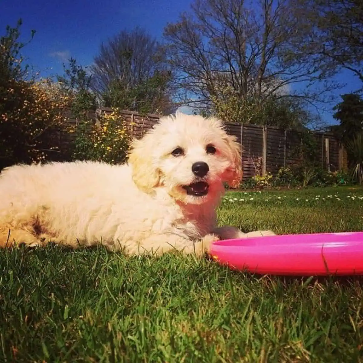 frisbee and Cavapoo puppy