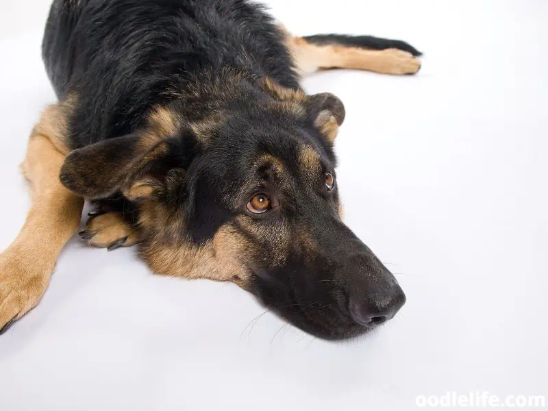 German Shepherd on the floor