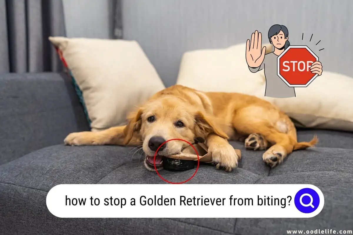 Golden Retriever biting