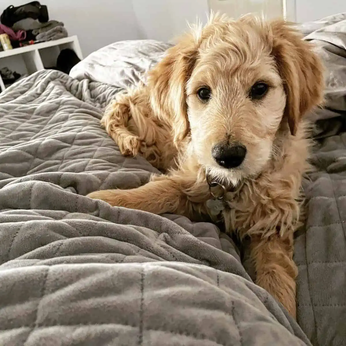 Goldendoodle puppy on the bed