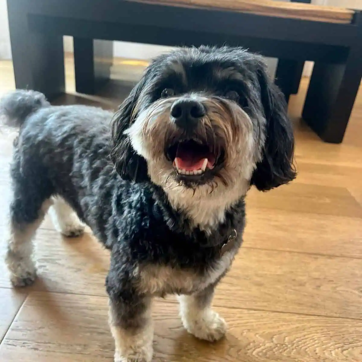happy and amazed Cavapoo