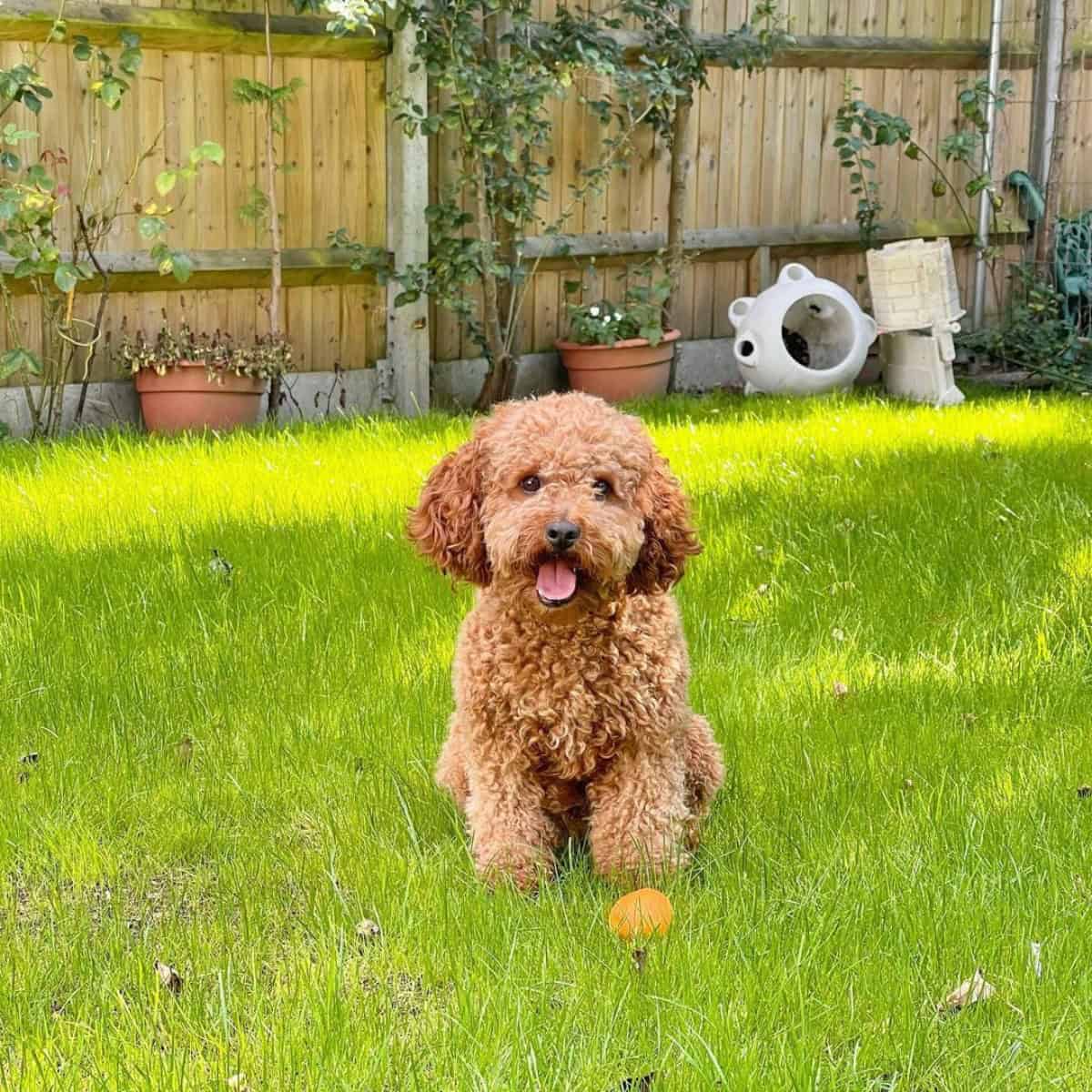 happy Cavapoo