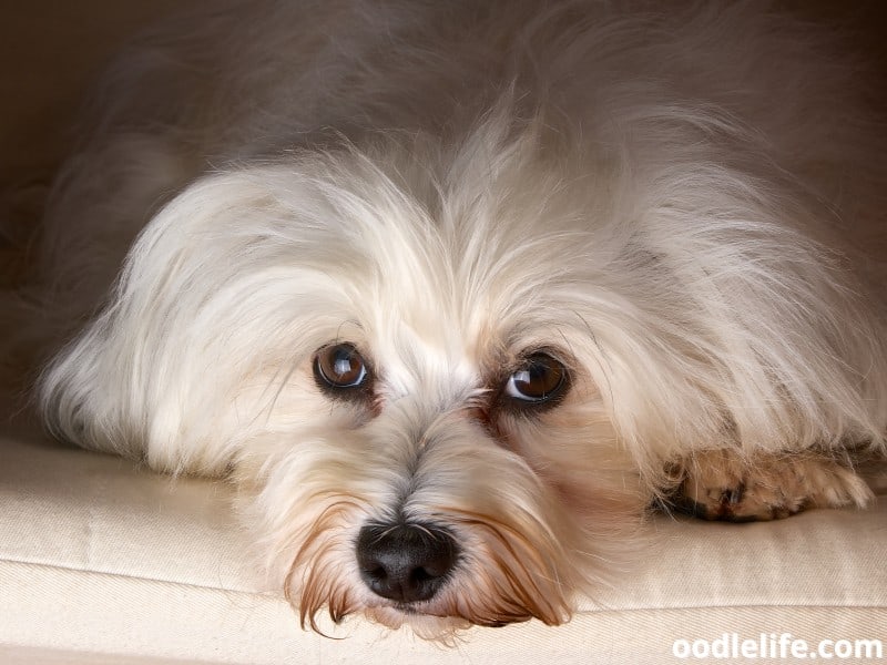 Havanese lies on bed