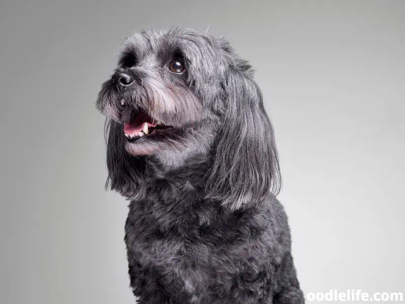 Havanese shows its teeth