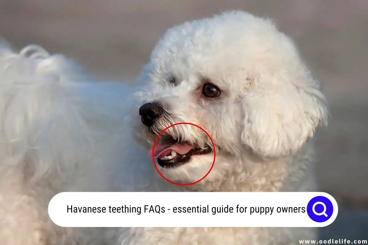 Havanese teething faqs