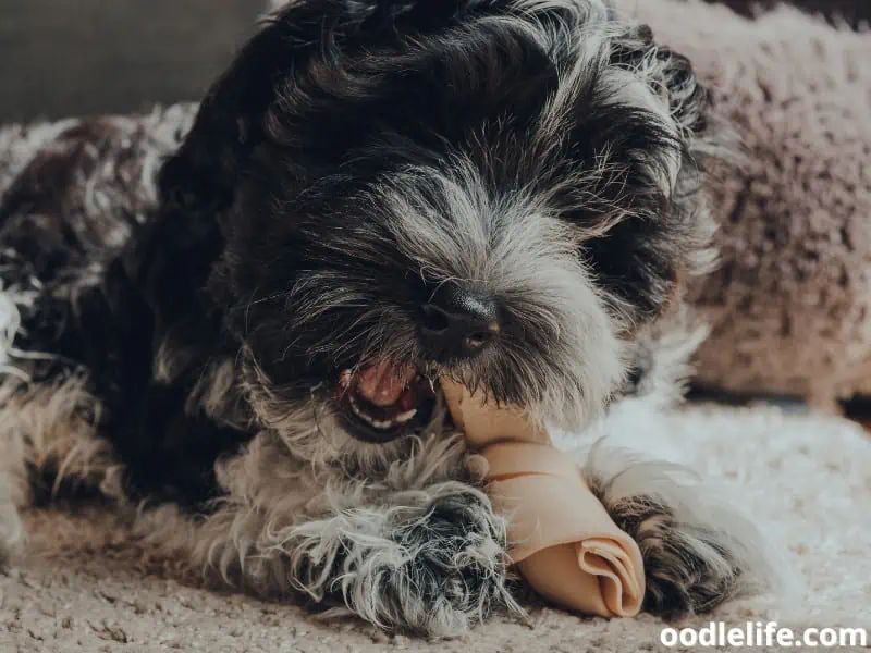 Havanese with a treat