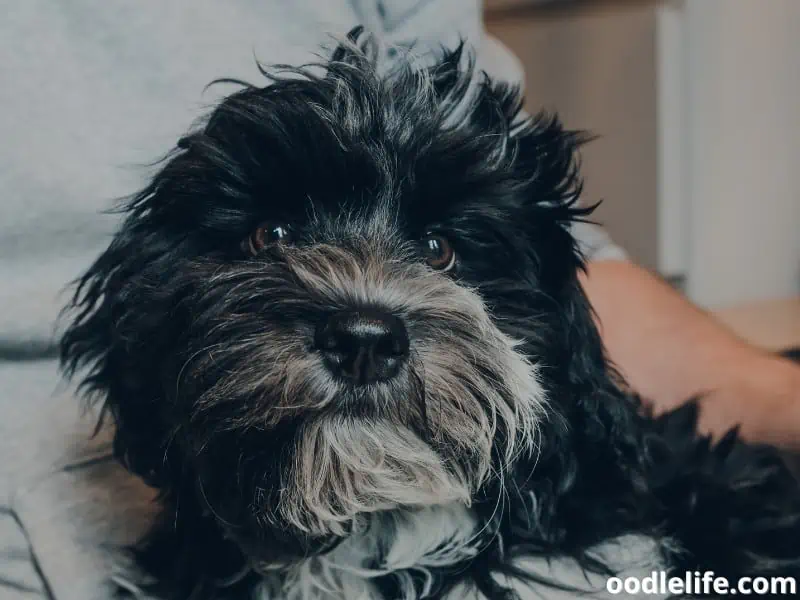 Havanese with his owner