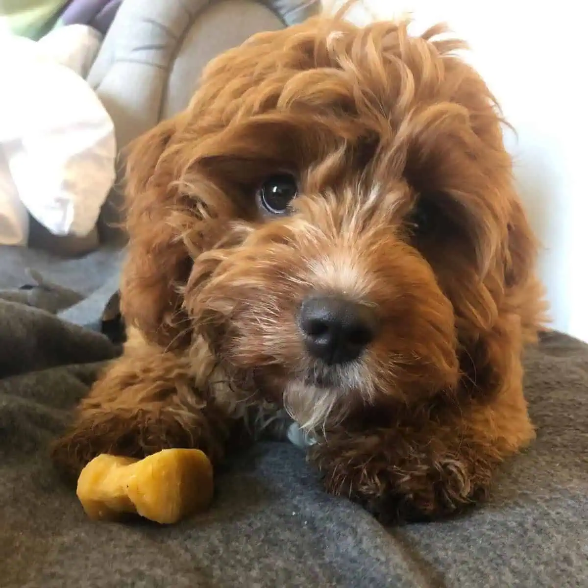 healthy treat for Cavapoo