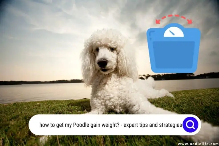 How to Get My Poodle Gain Weight? [Expert Tips and Strategies]